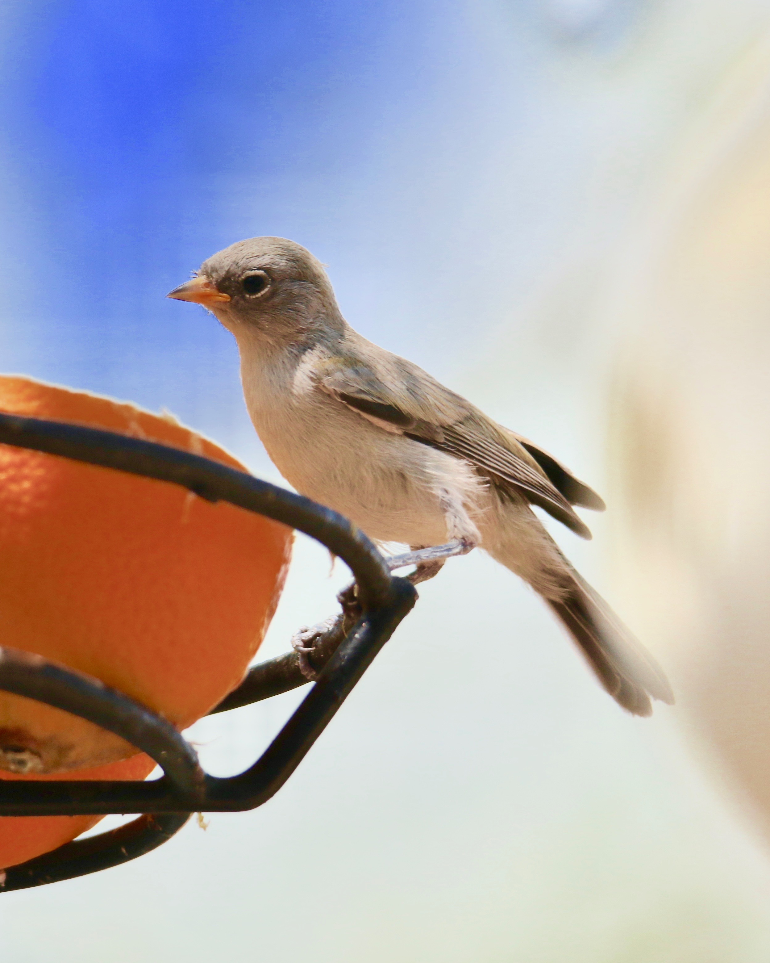 Juvenile Verdin