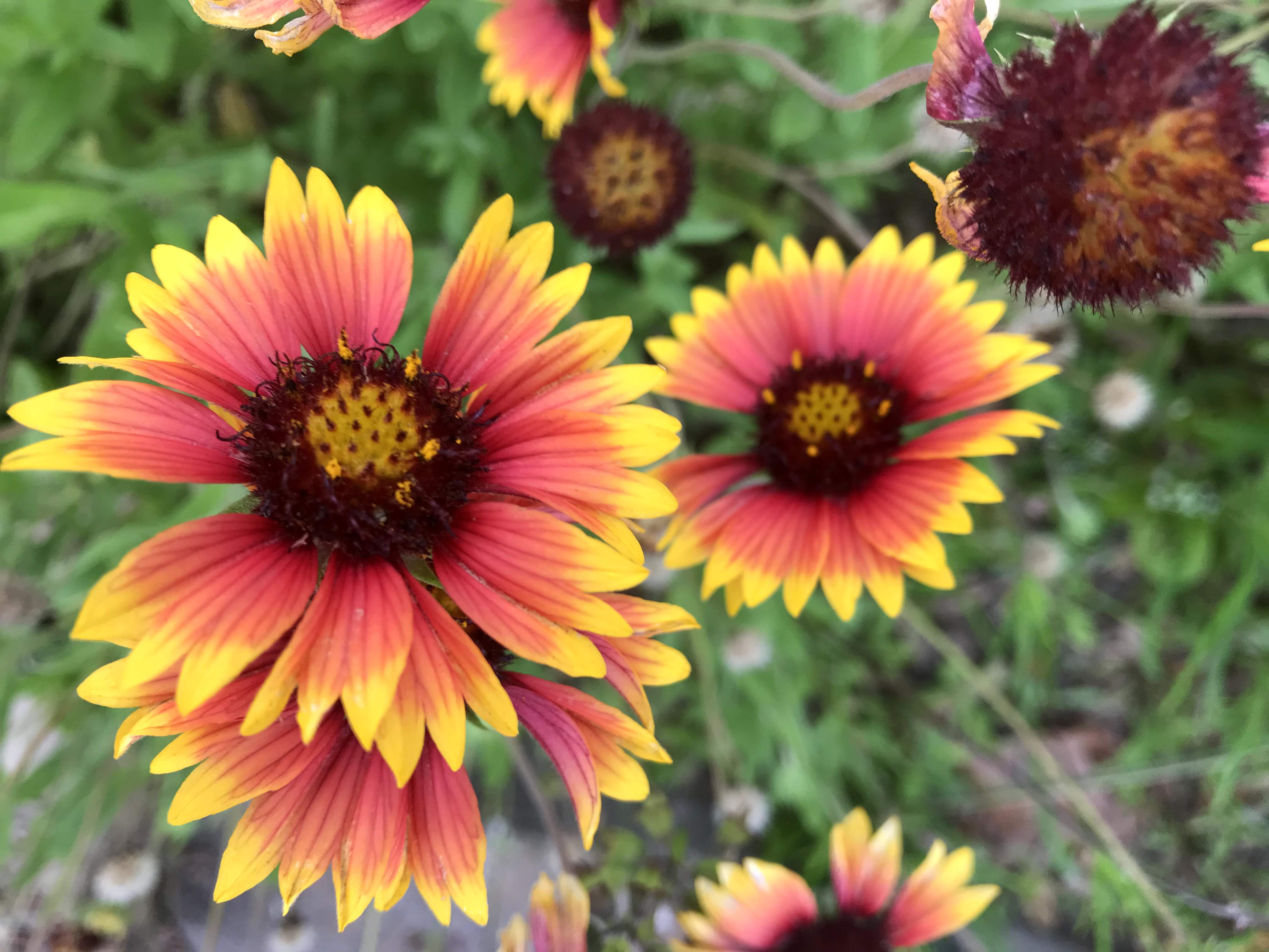 A group of indian blanket flowers