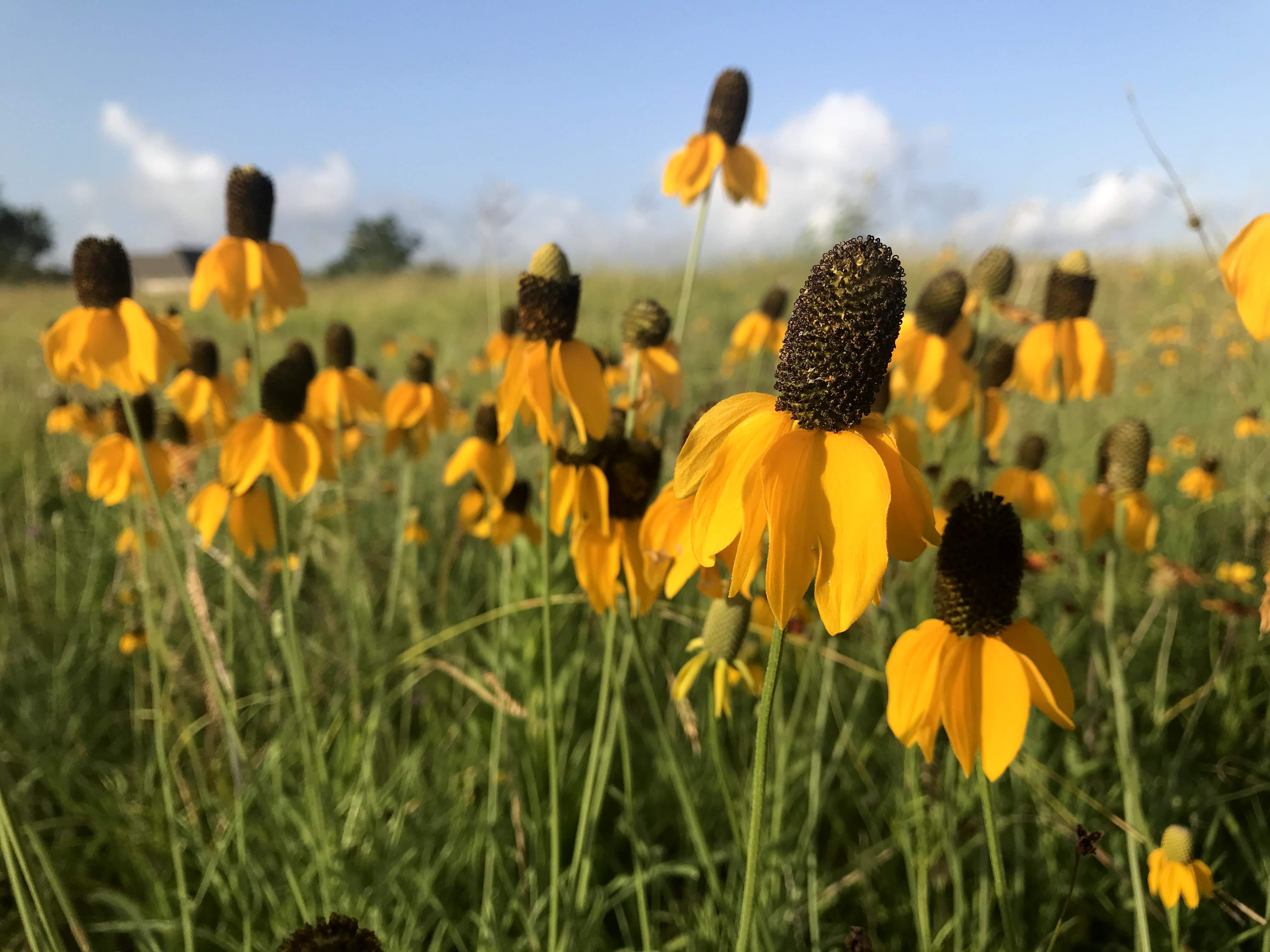 A group of prairie coneflowers in a field