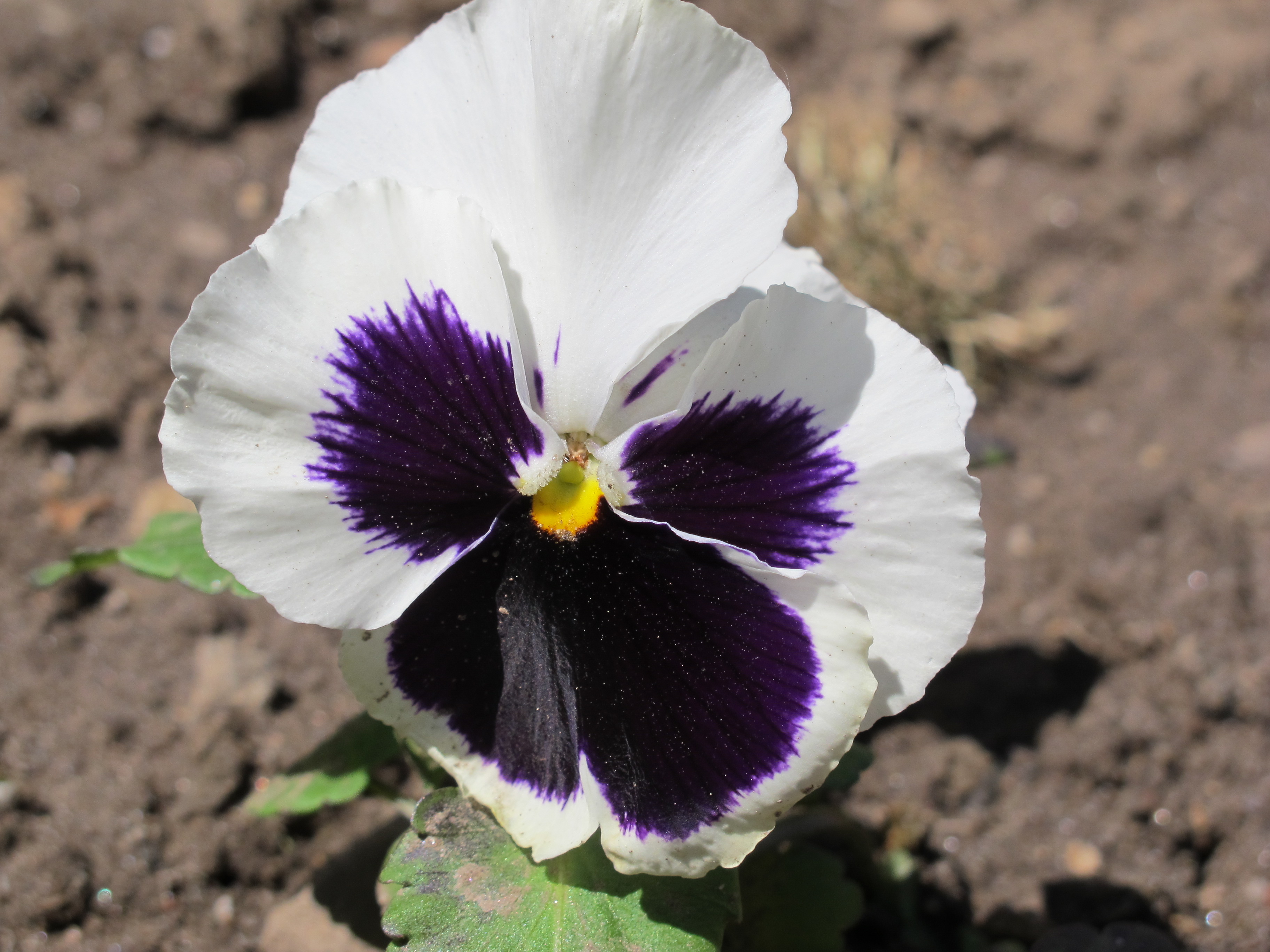 Pansy