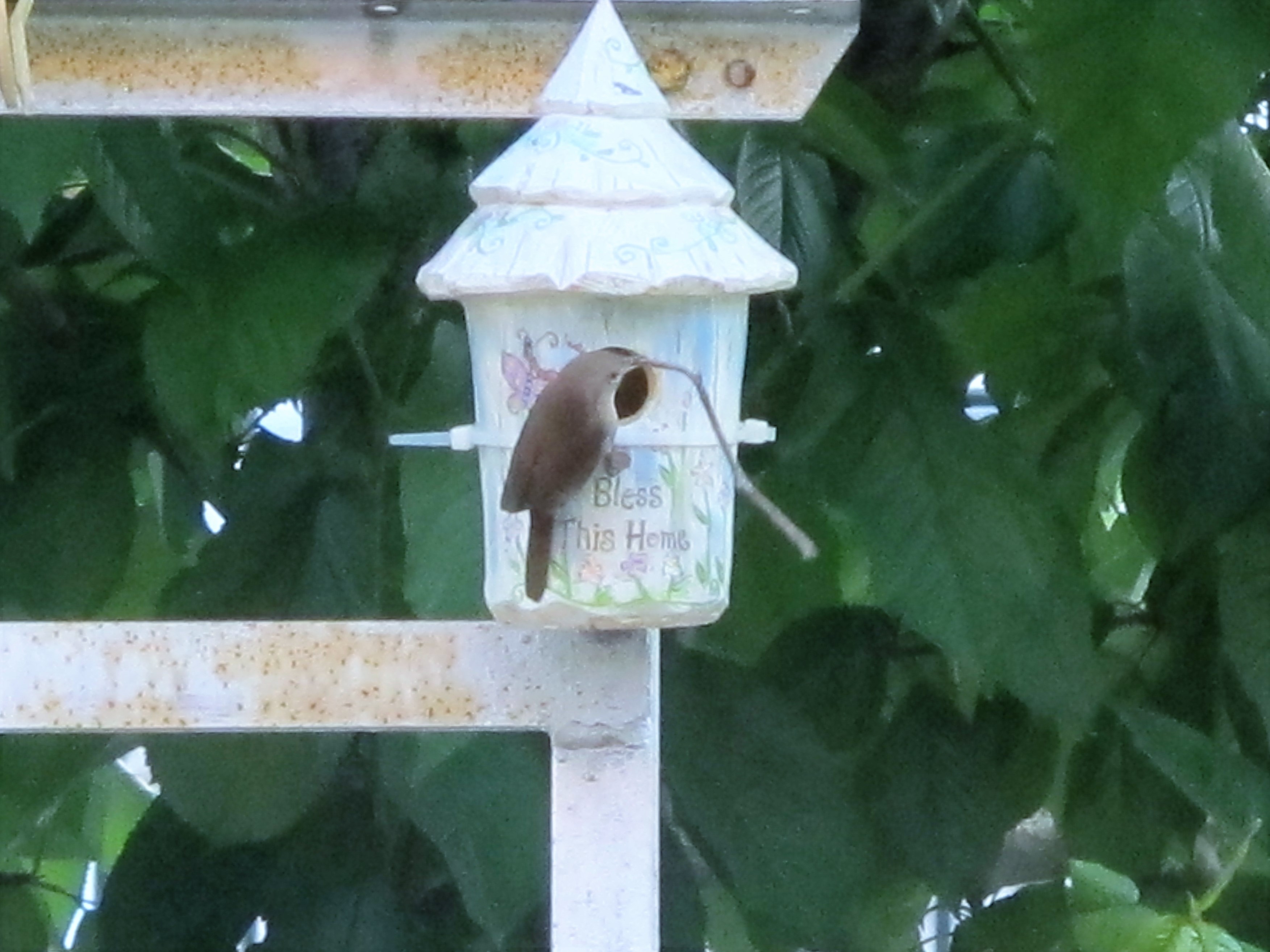 Biswick Wren Building a Home