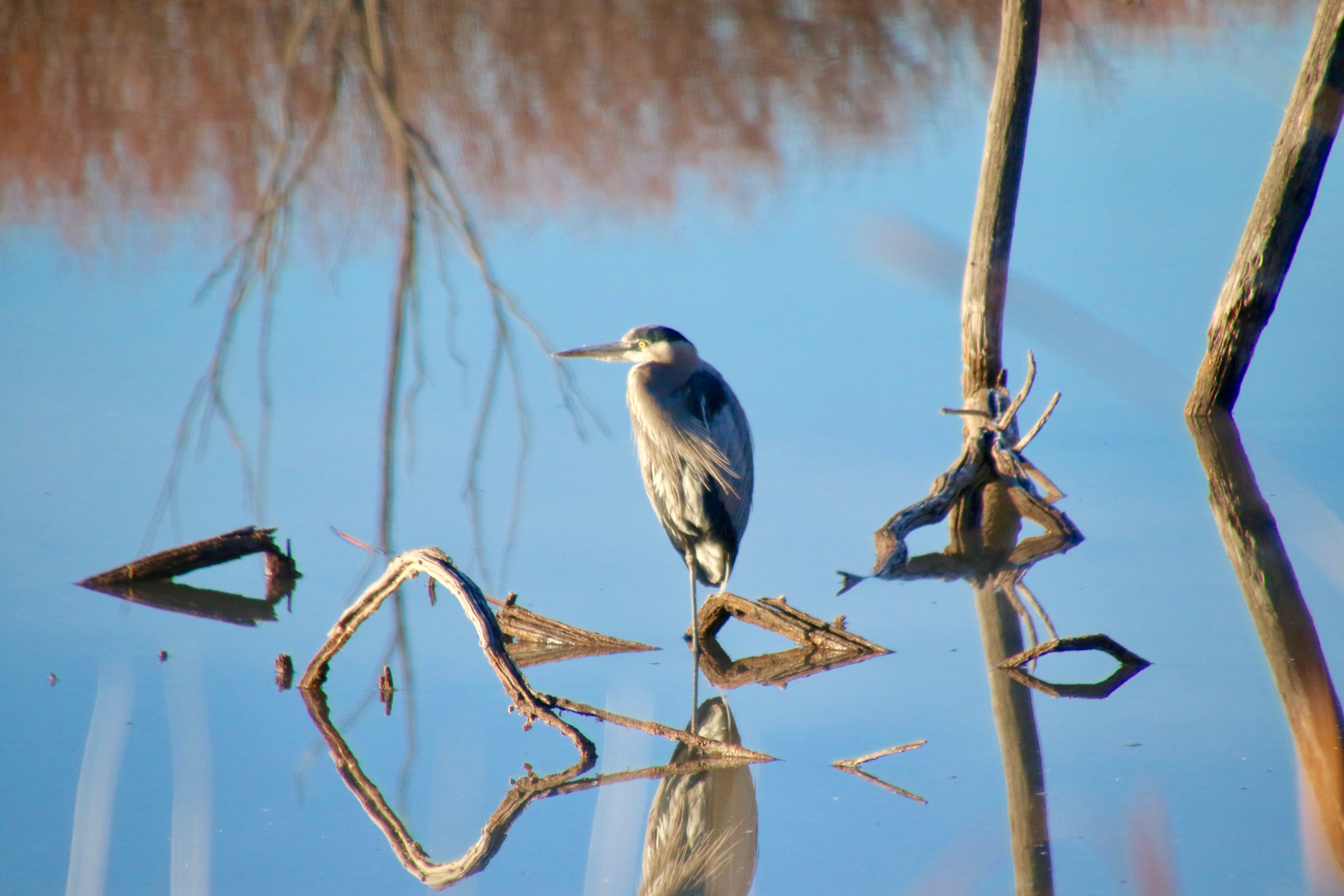 Blue Heron