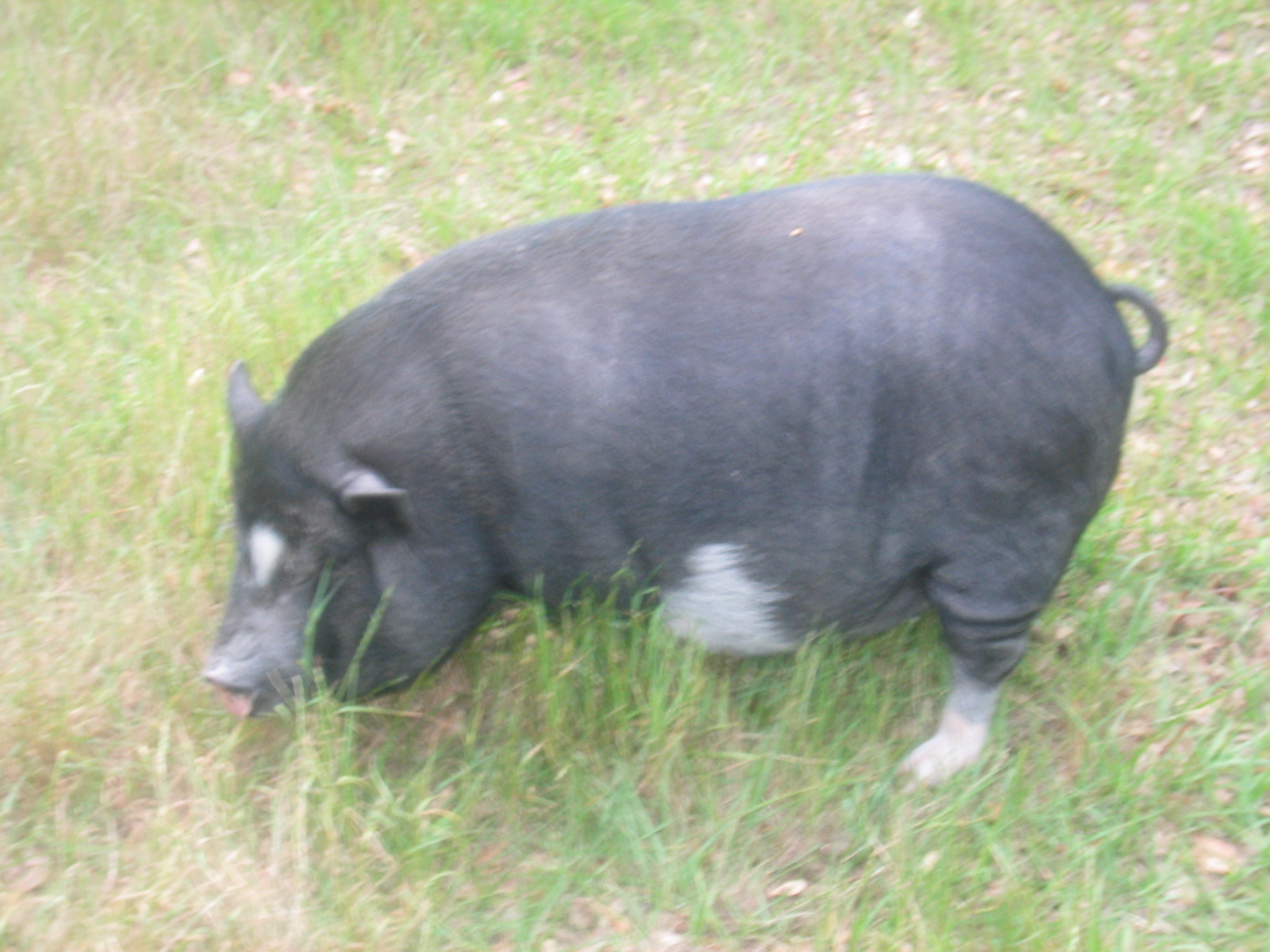 olivia the pot bellied pig