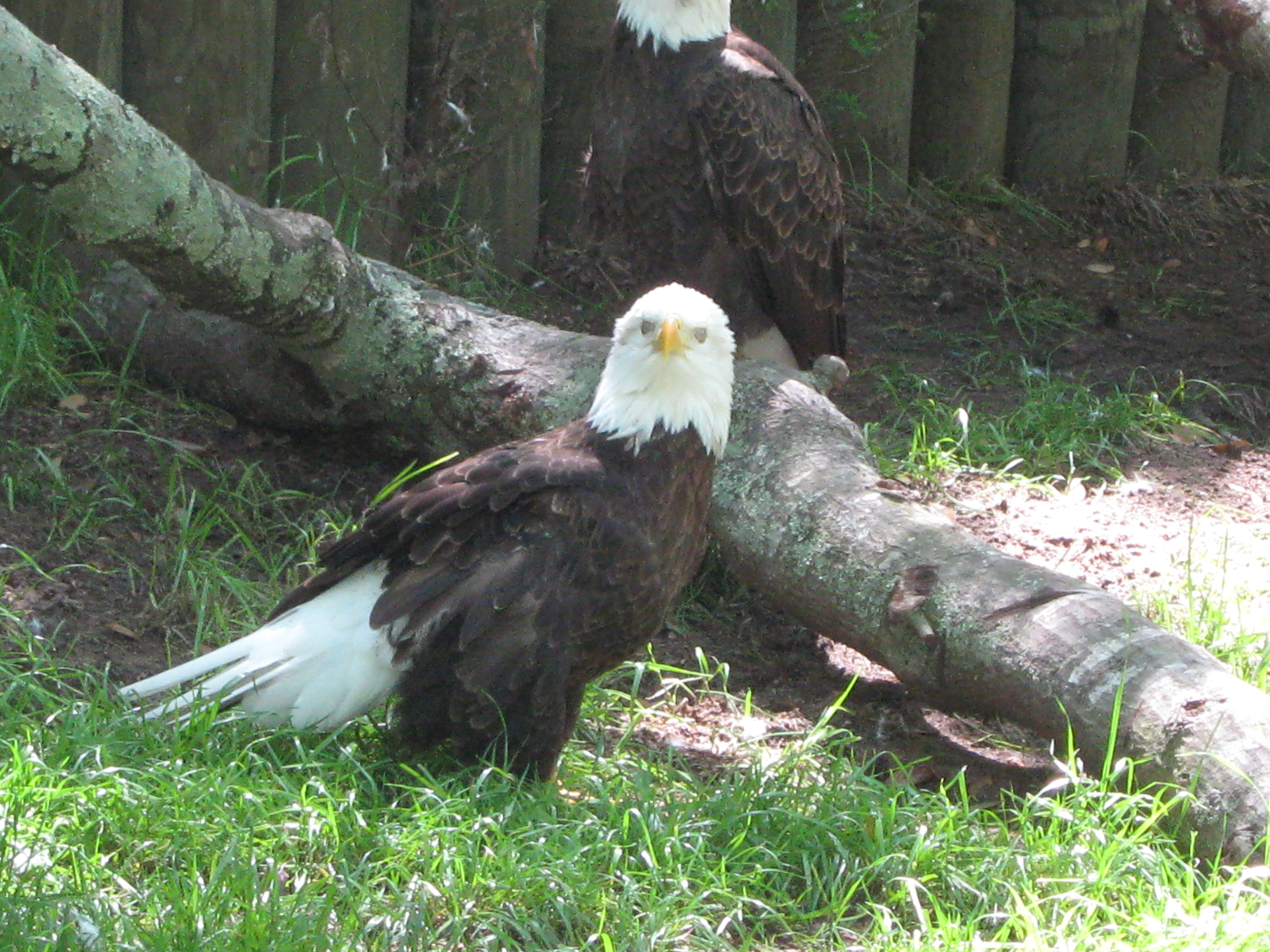 Injured Bald Eagle