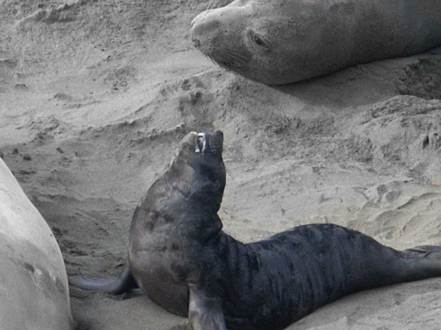 Got Milk? Baby Elephant Seal