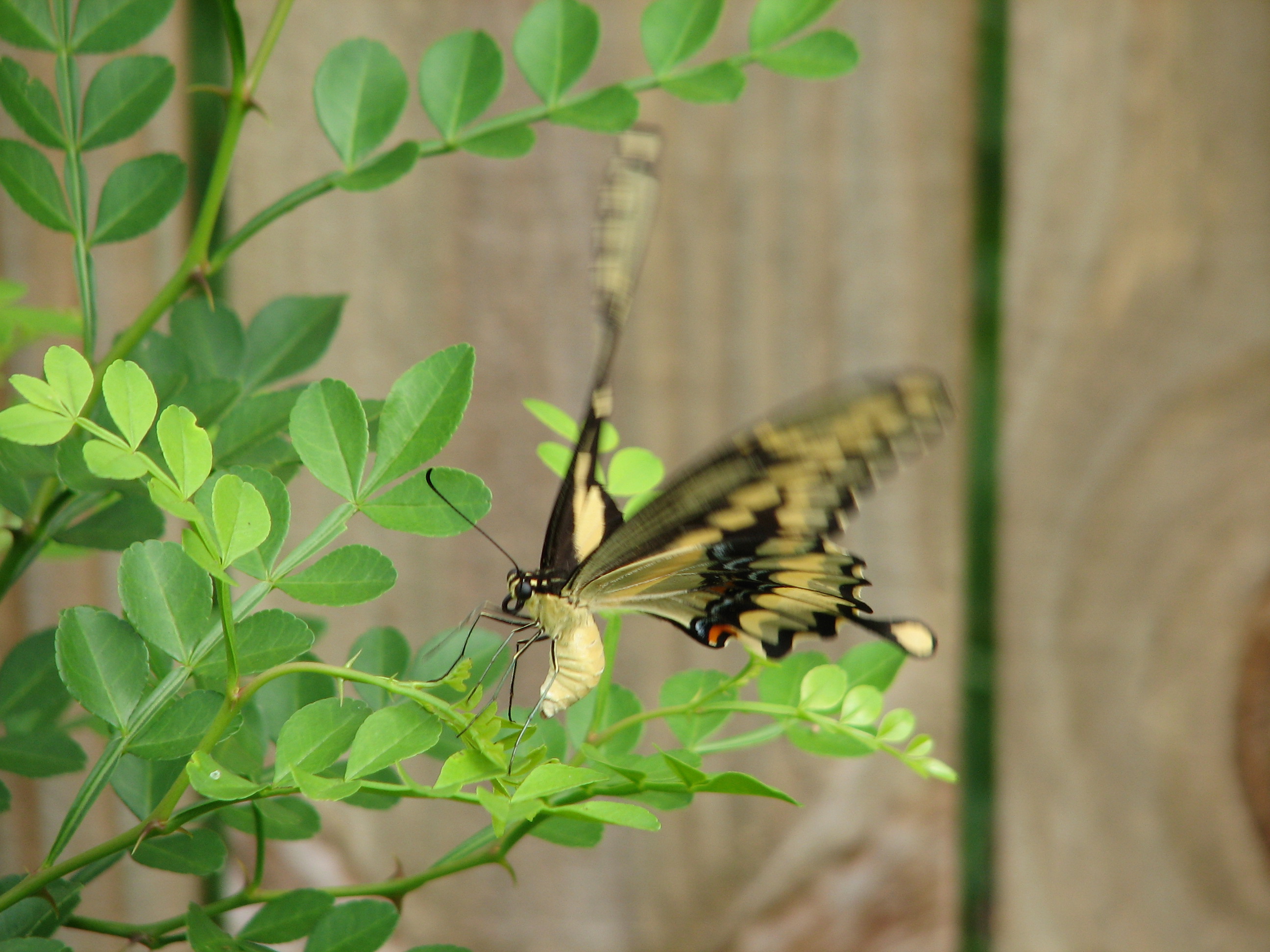 Giant Swallowtail