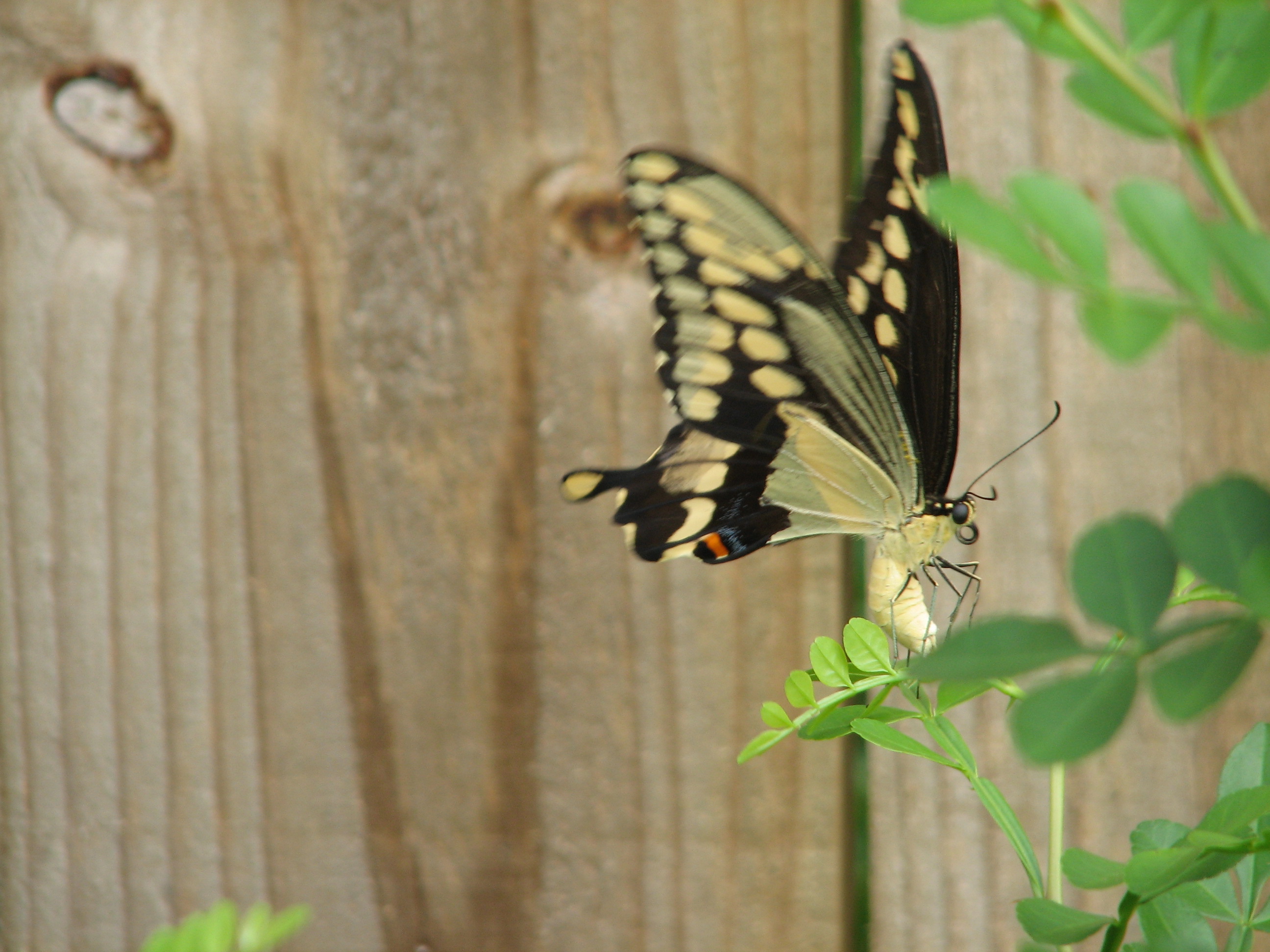 Giant Swallowtail depositing an egg