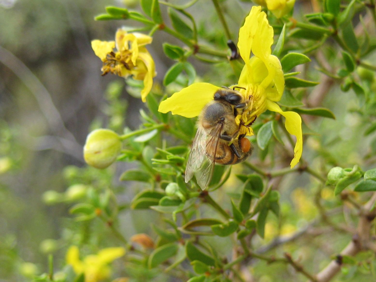 Honey Bee in Arizona