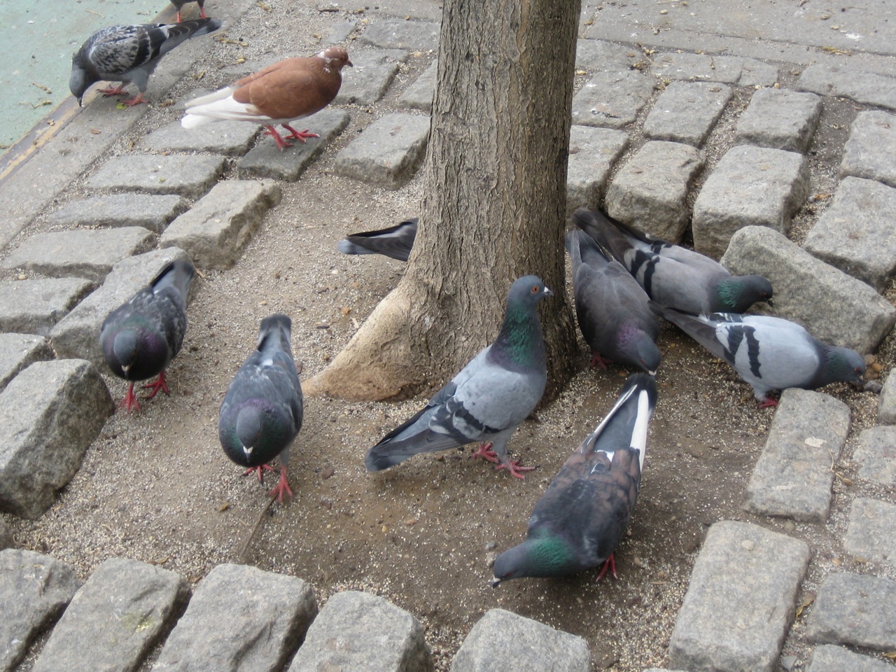 Pigeons on a Brooklyn Street