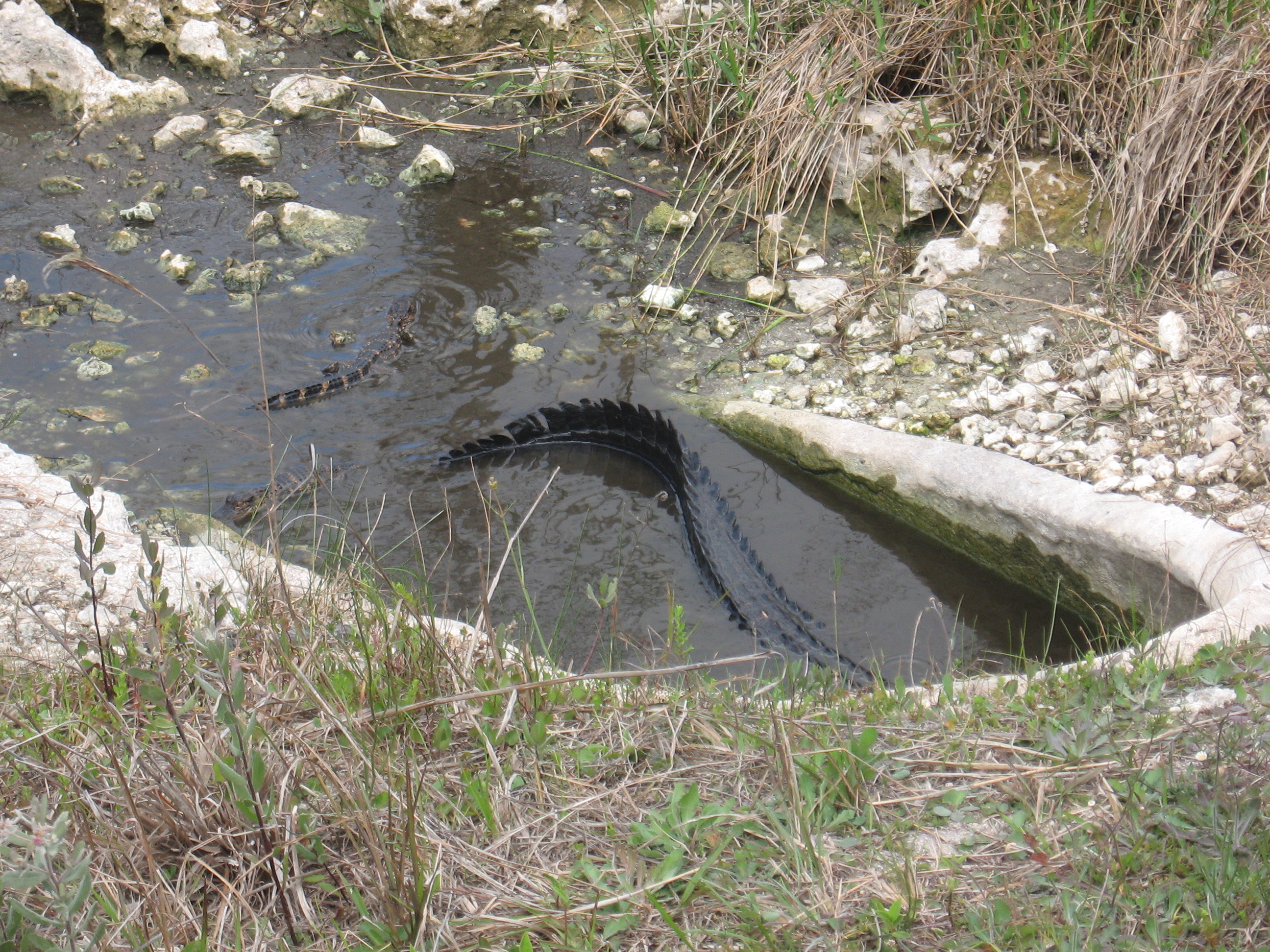 Female Alligator with Her Young