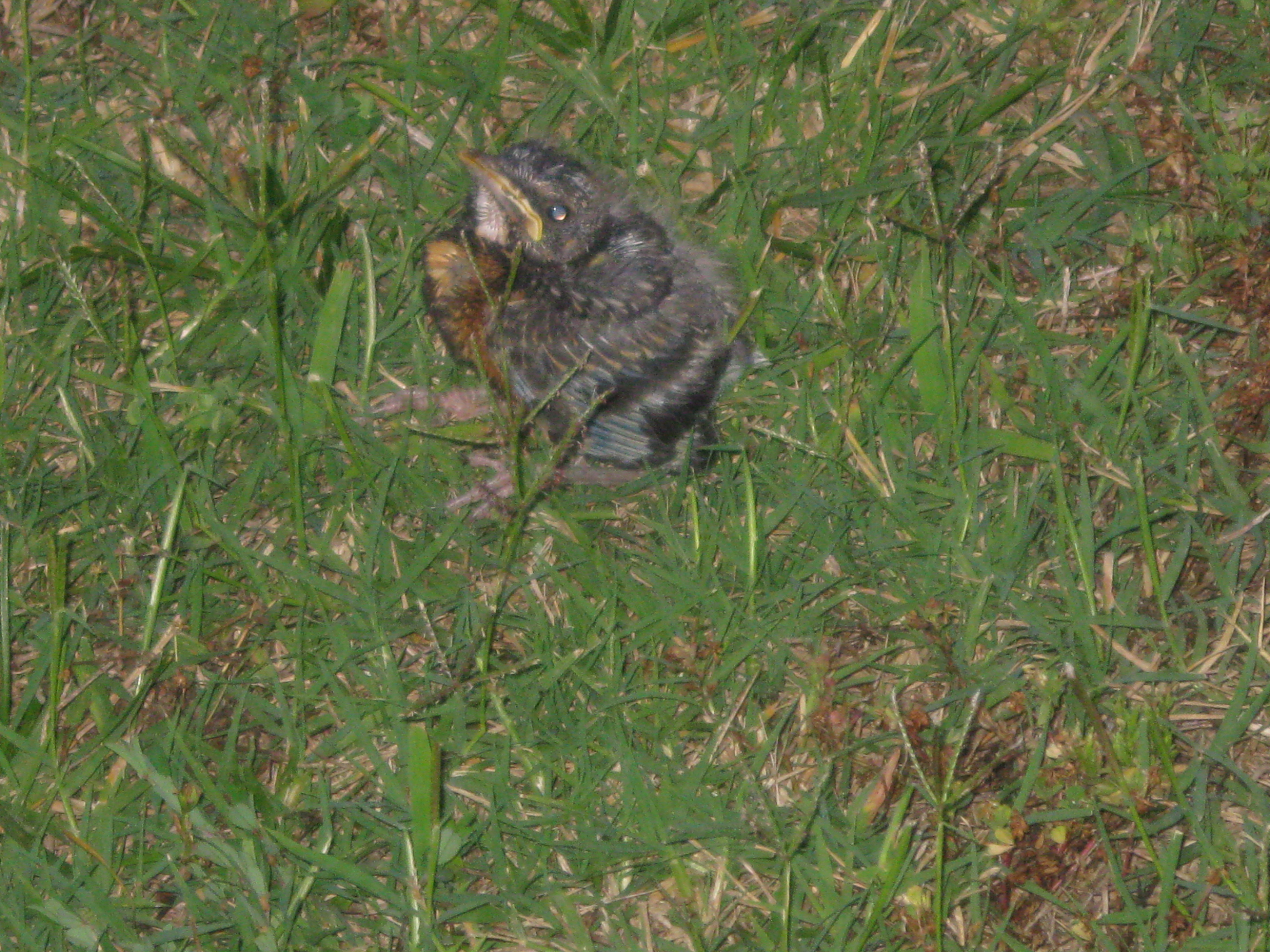 Baby Robin