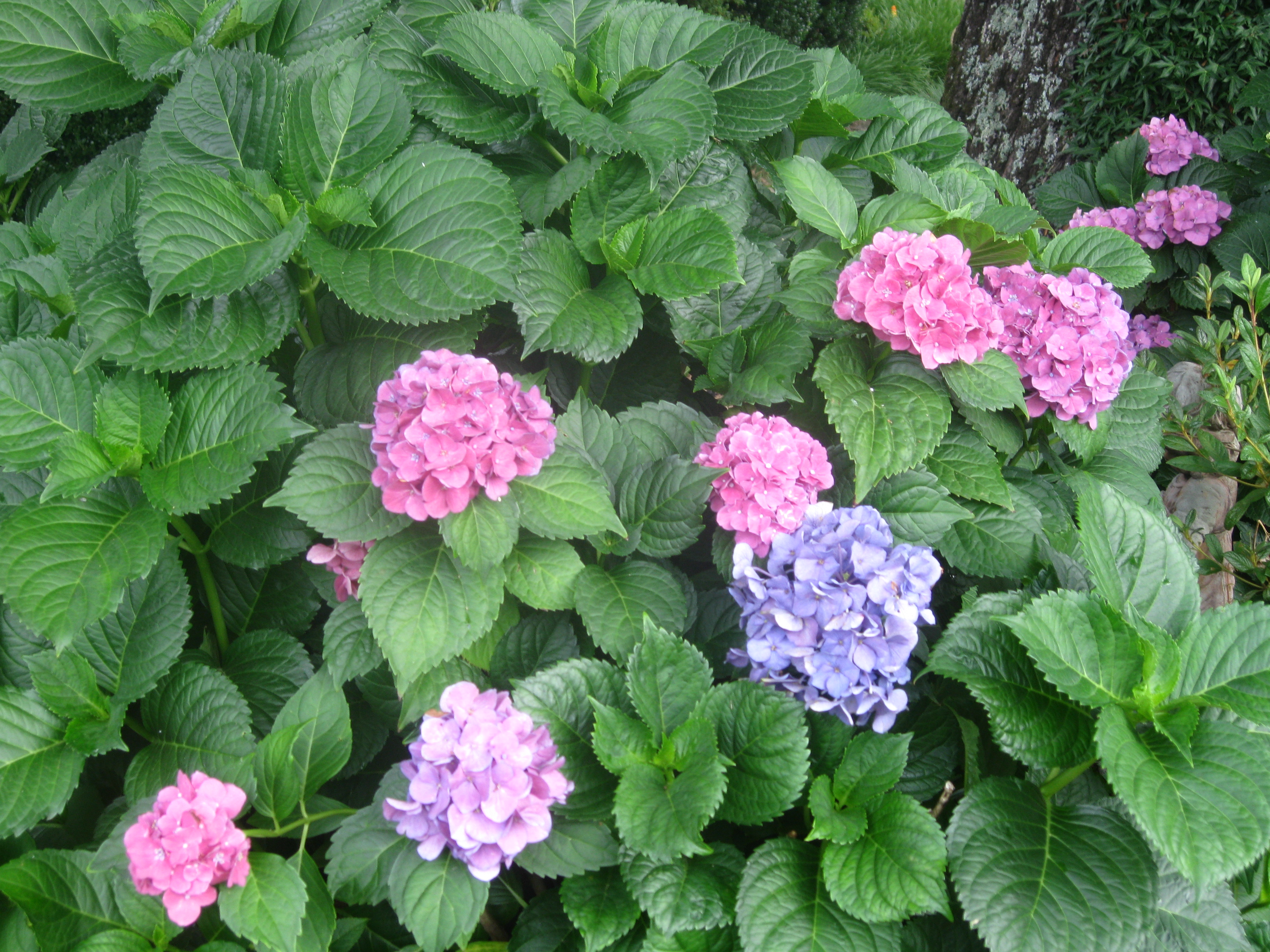 Hydrangea Bush