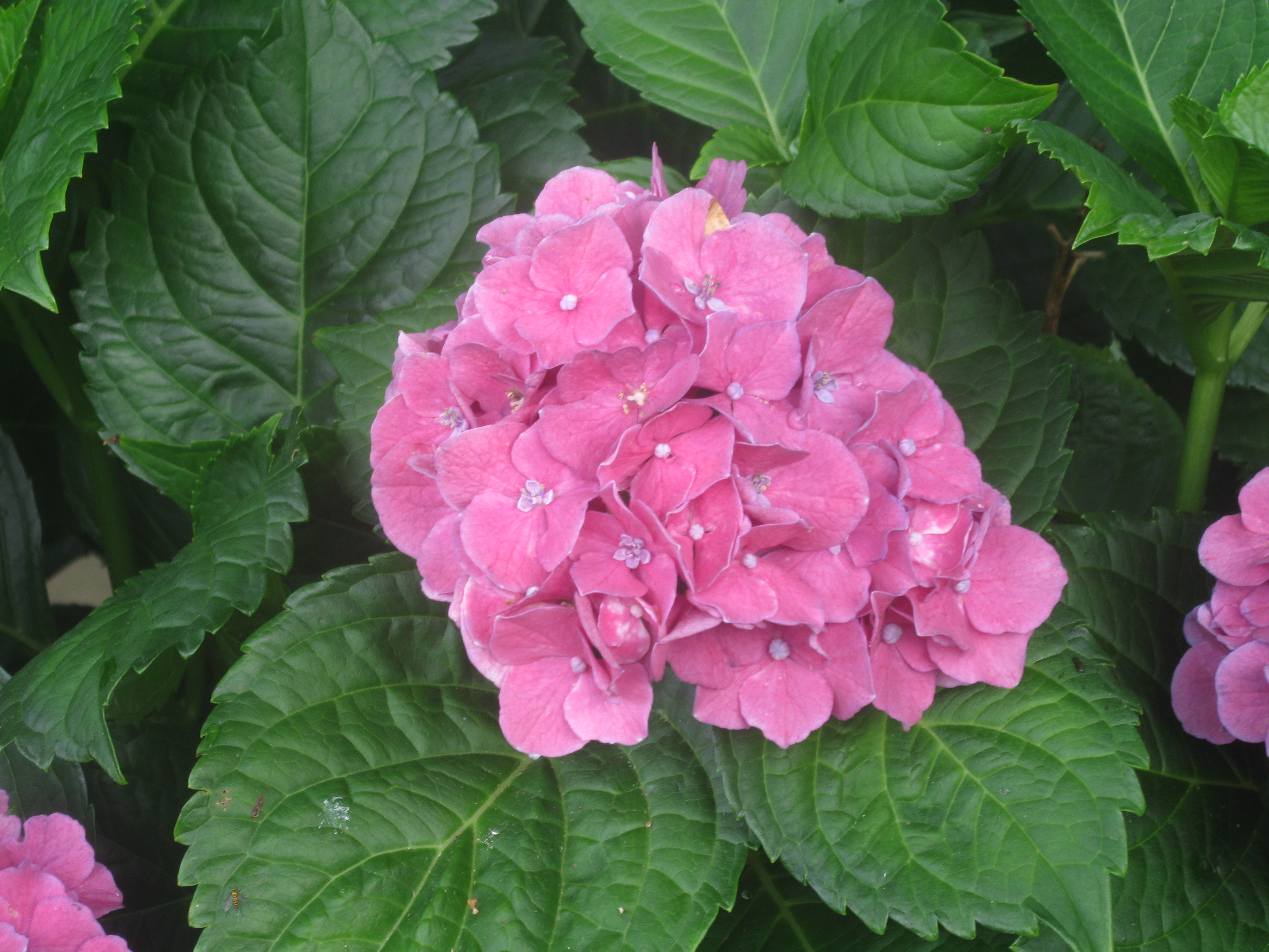 Hydrangea Bloom