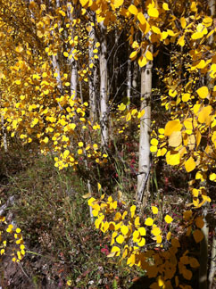 Fall Aspens