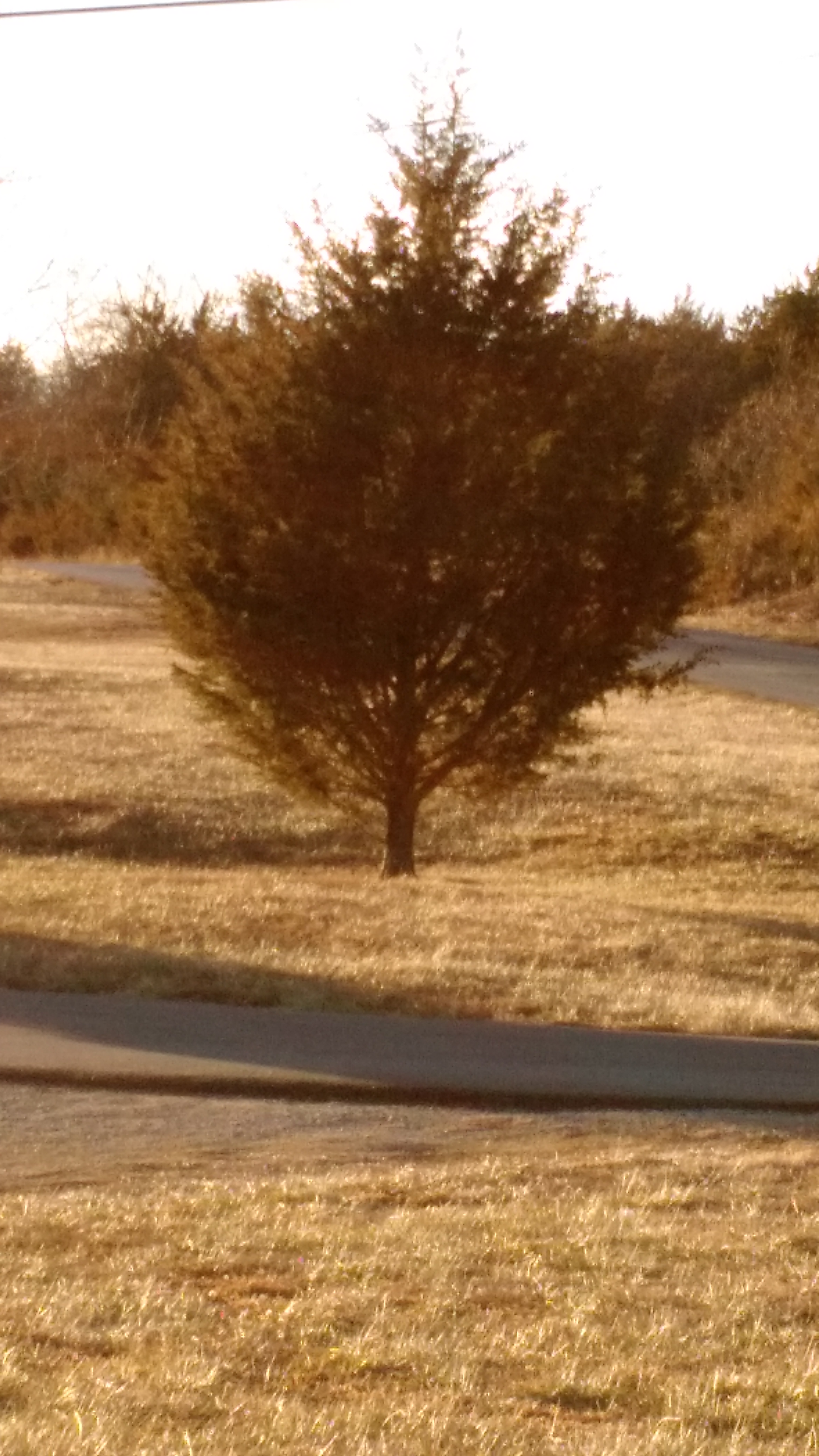 cedar tree