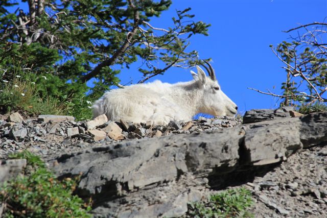 Mountain Goat