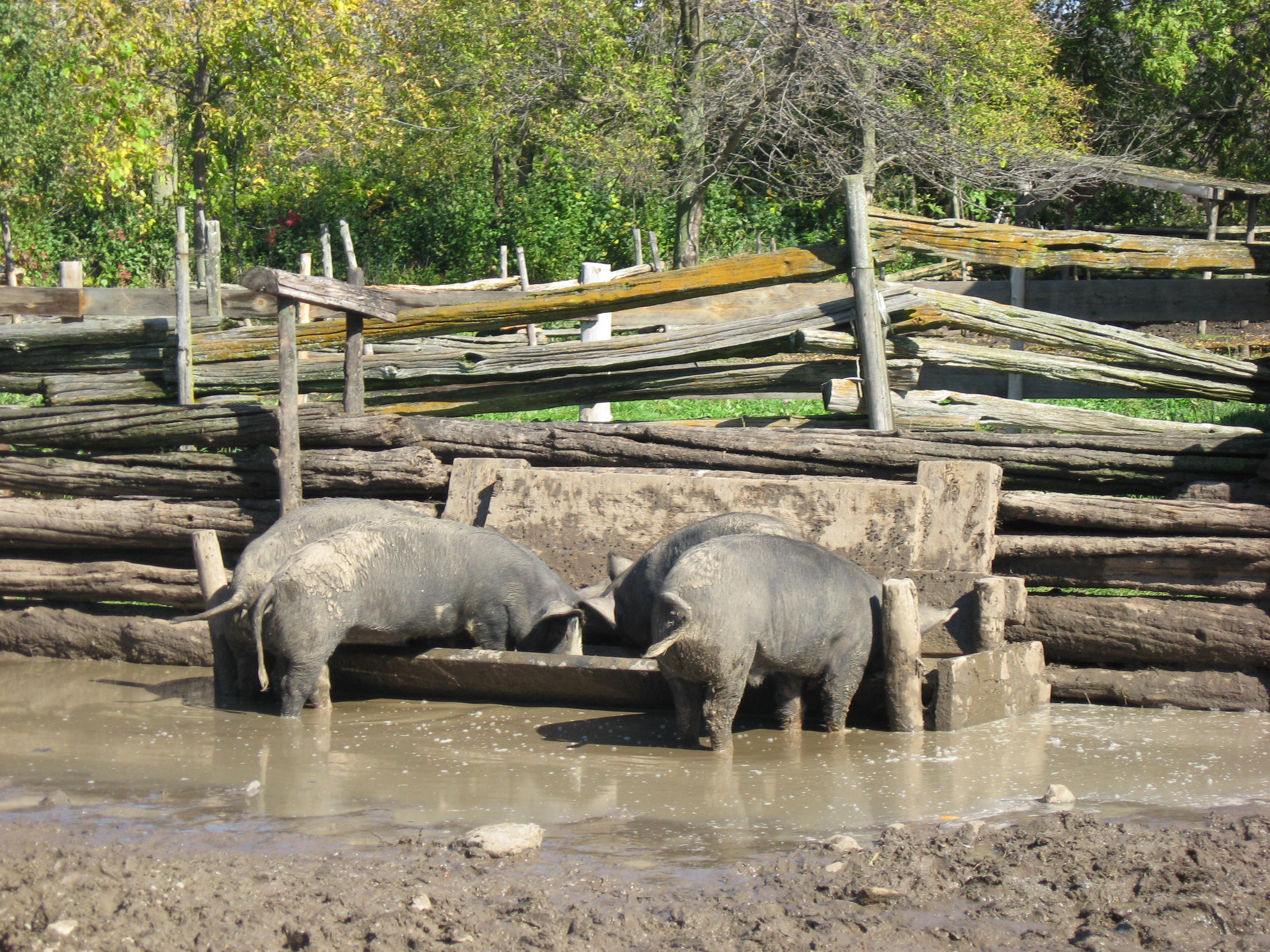 muddy pigs eating