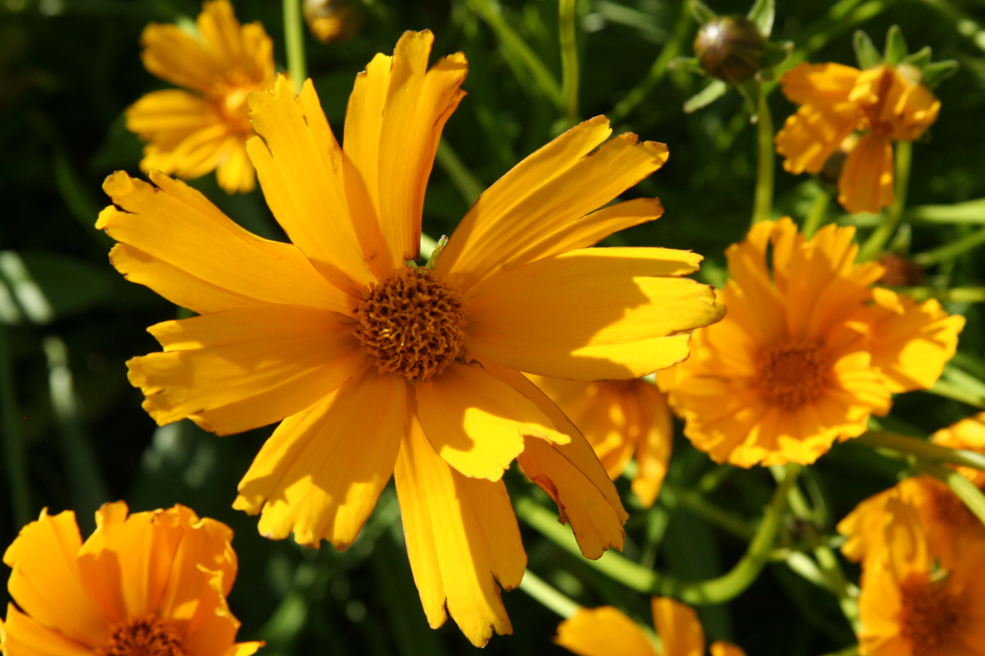 Yellow Daisy