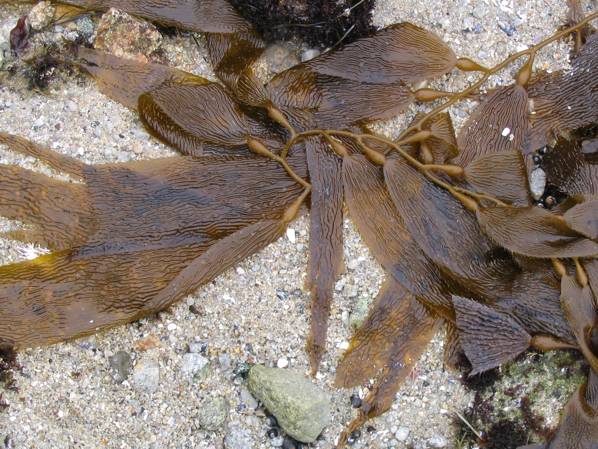 Seaweed