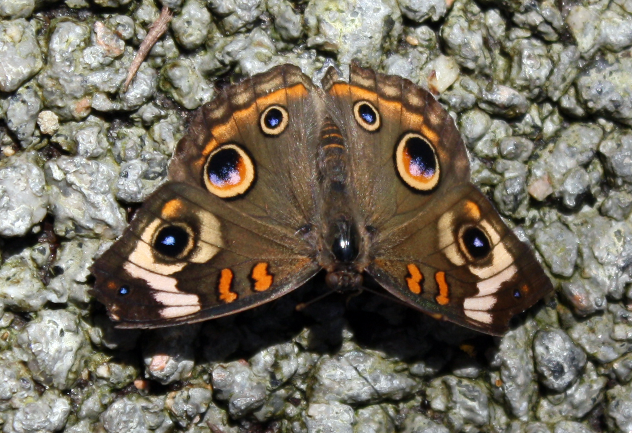 Buckeye Butterfly (Family Nymphalidae)