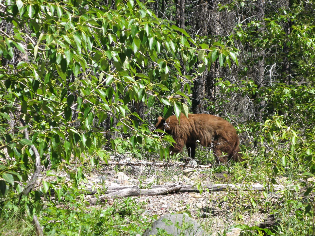 black bear