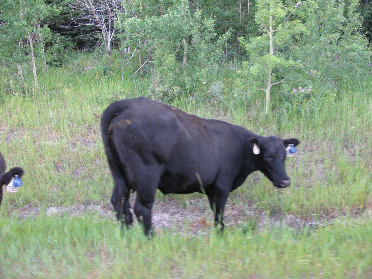 cow grazing