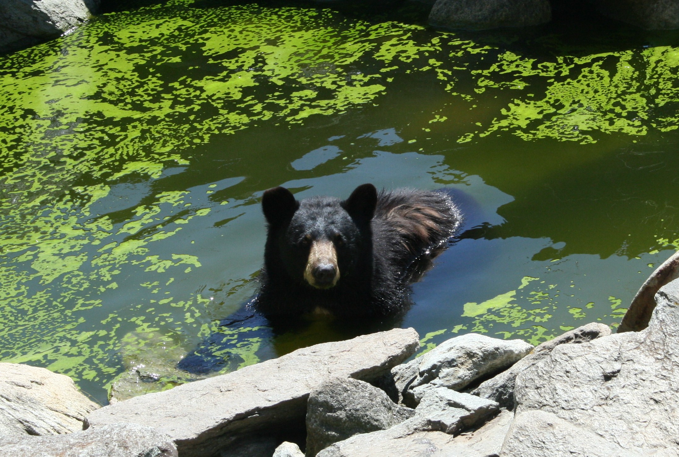 Cooling off on a hot summer day!