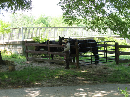 Canal Mules