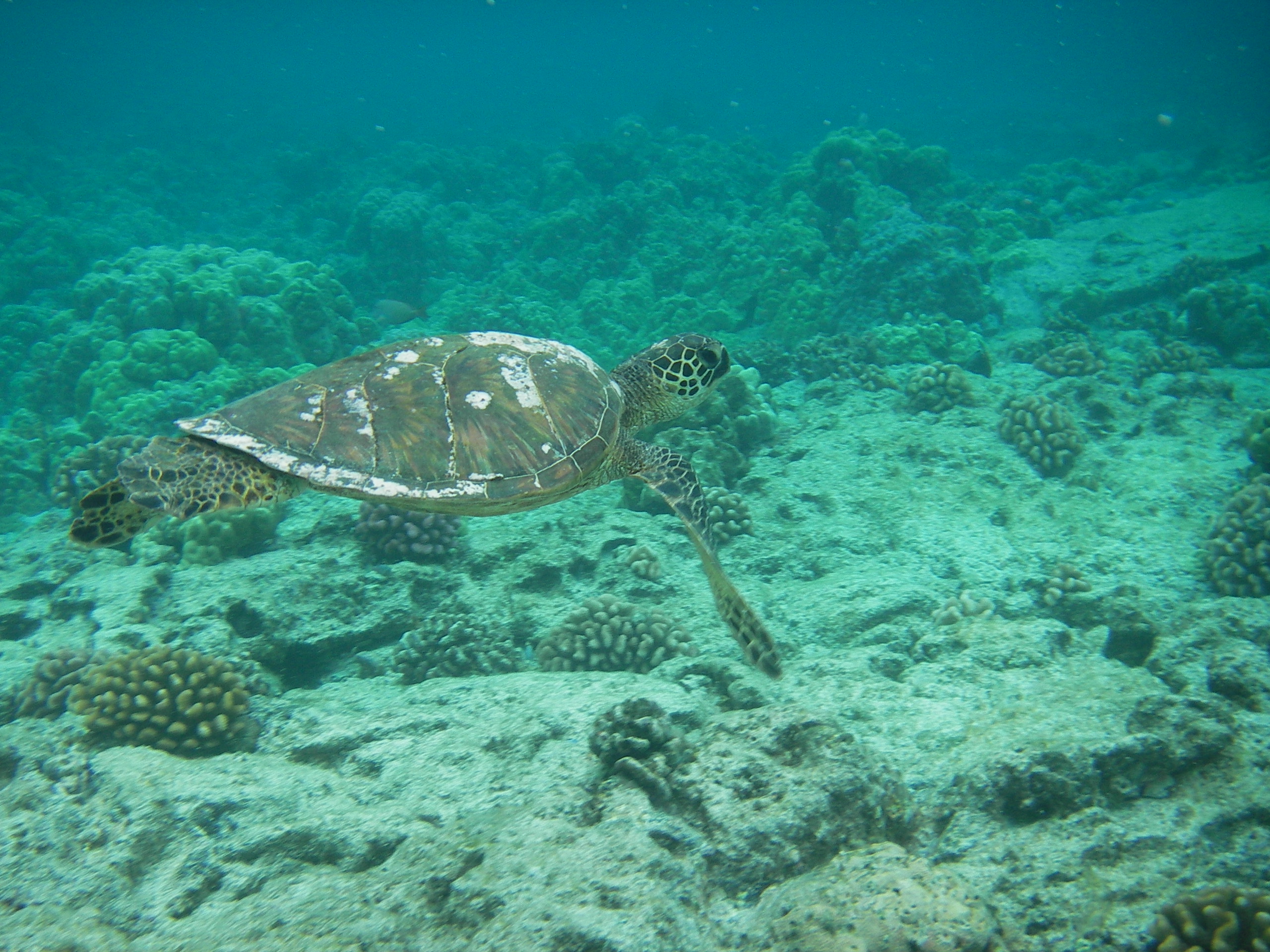 imgp0526.jpg - Honu 2