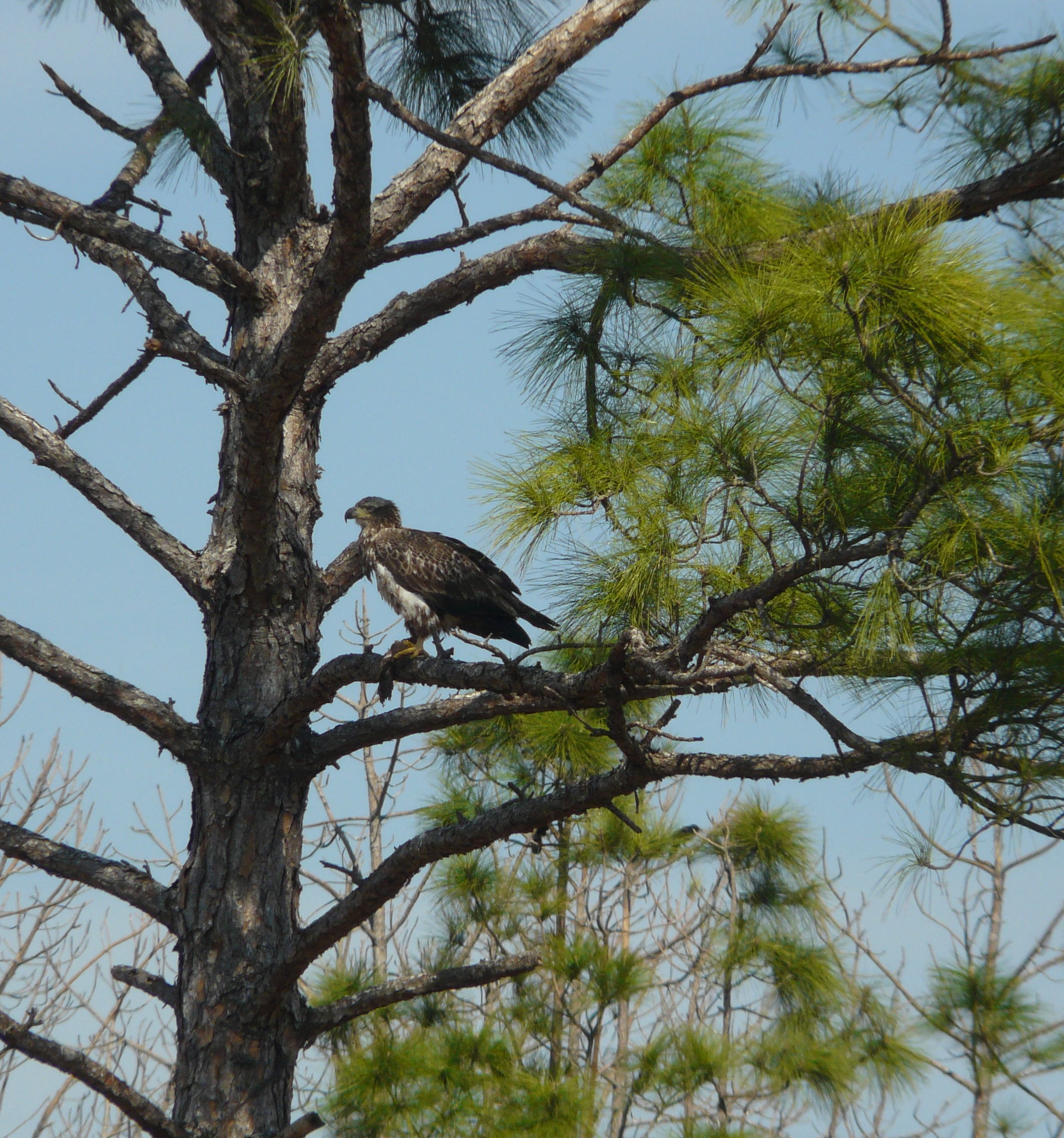 Immature Eagle