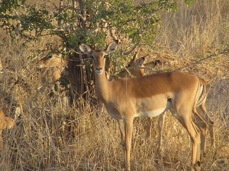 Female Impala