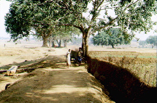Road and tree in Ulgora India