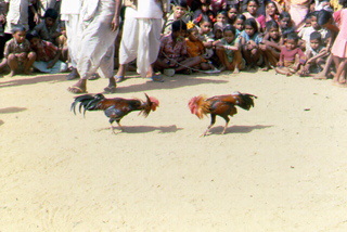 Cock fight India