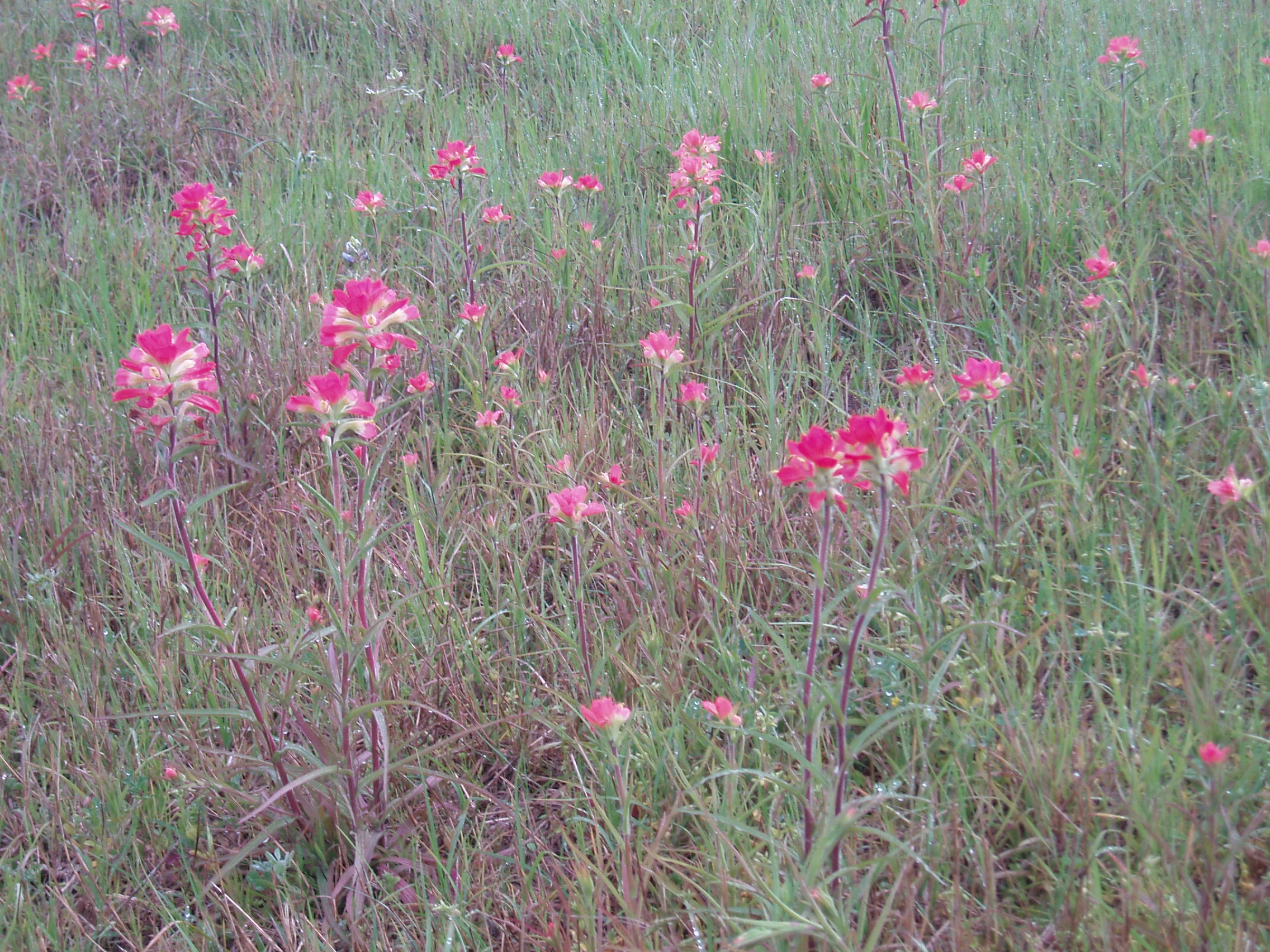 indianpaintbrushes6.jpg