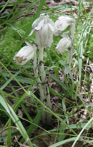 Indian Pipes