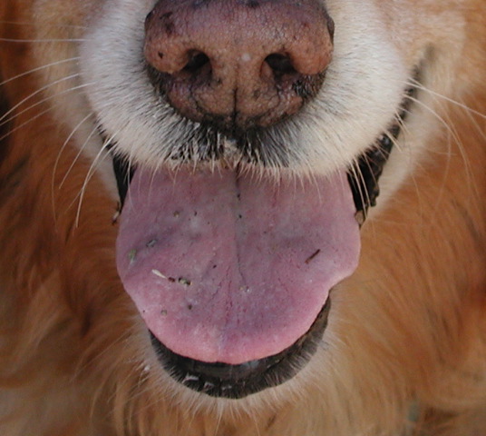 Doggy kiss