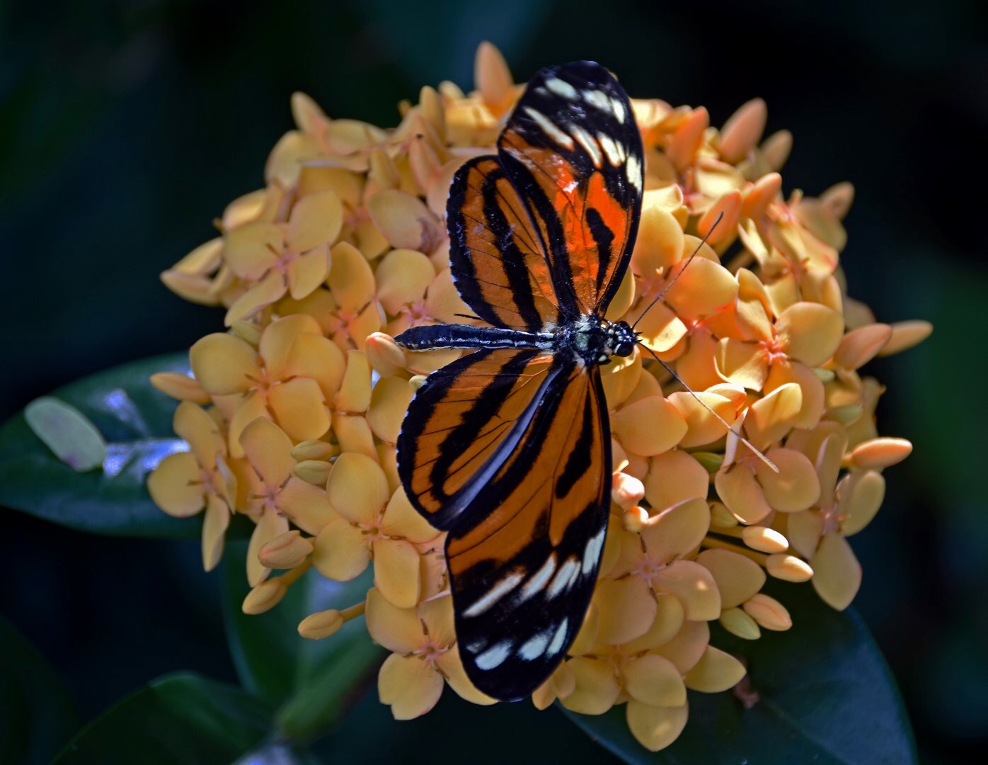 Isabella Longwing butterfly on flower