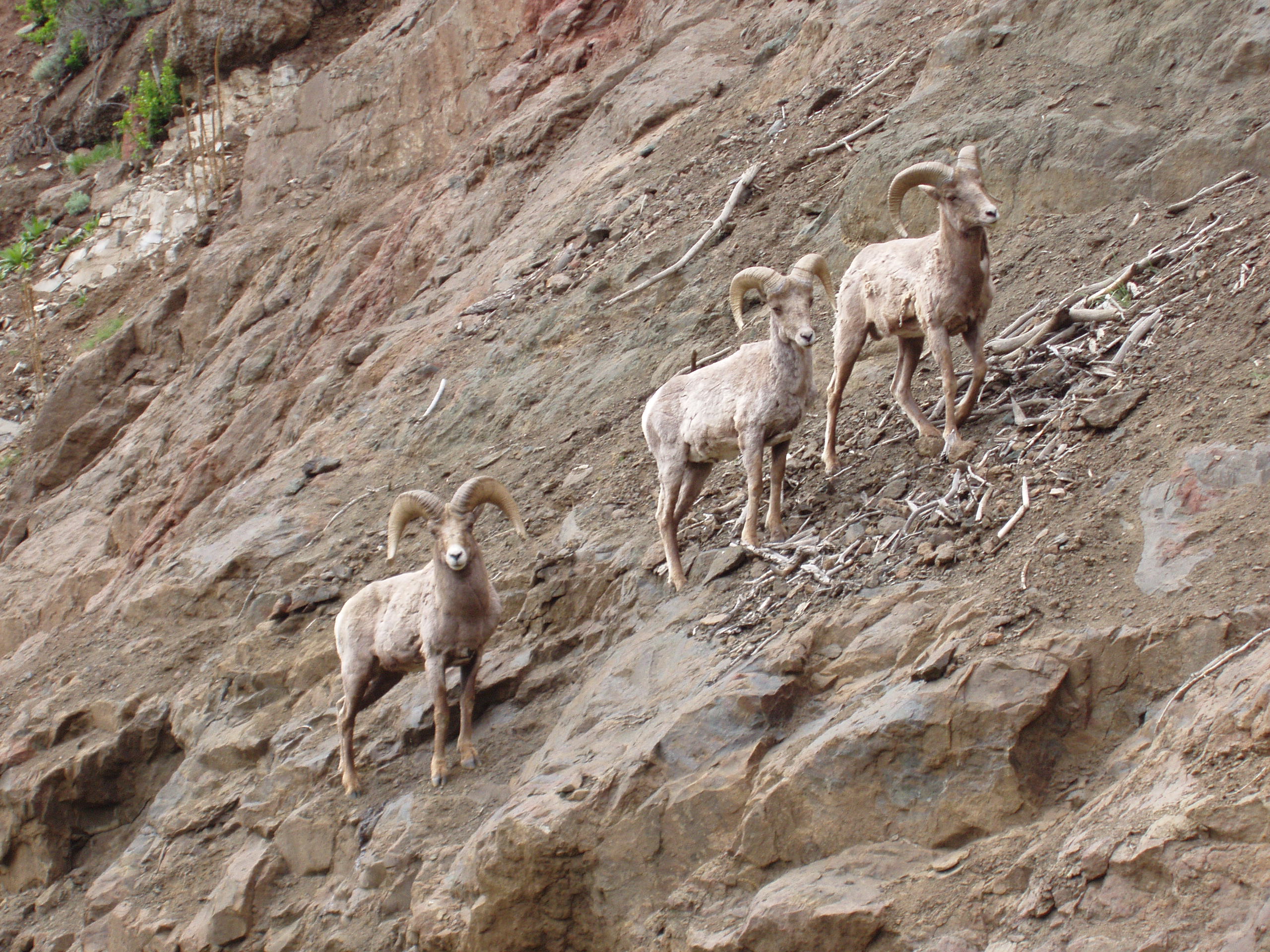 Big Horn Sheep