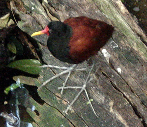 Jacana: The jacana has long toes so it can walk lightly on lotus or lily pads in search of food.
