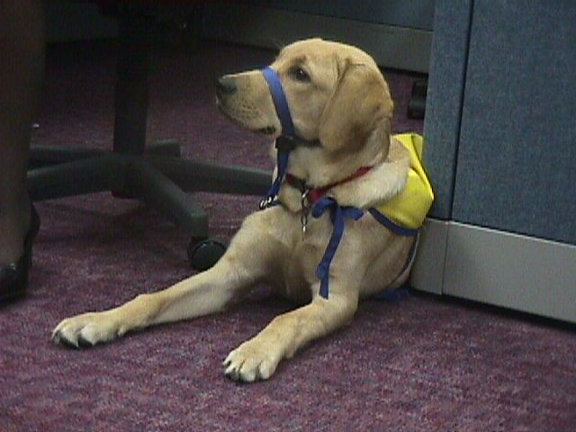 Jamey, a Canine Companion wating for directions.