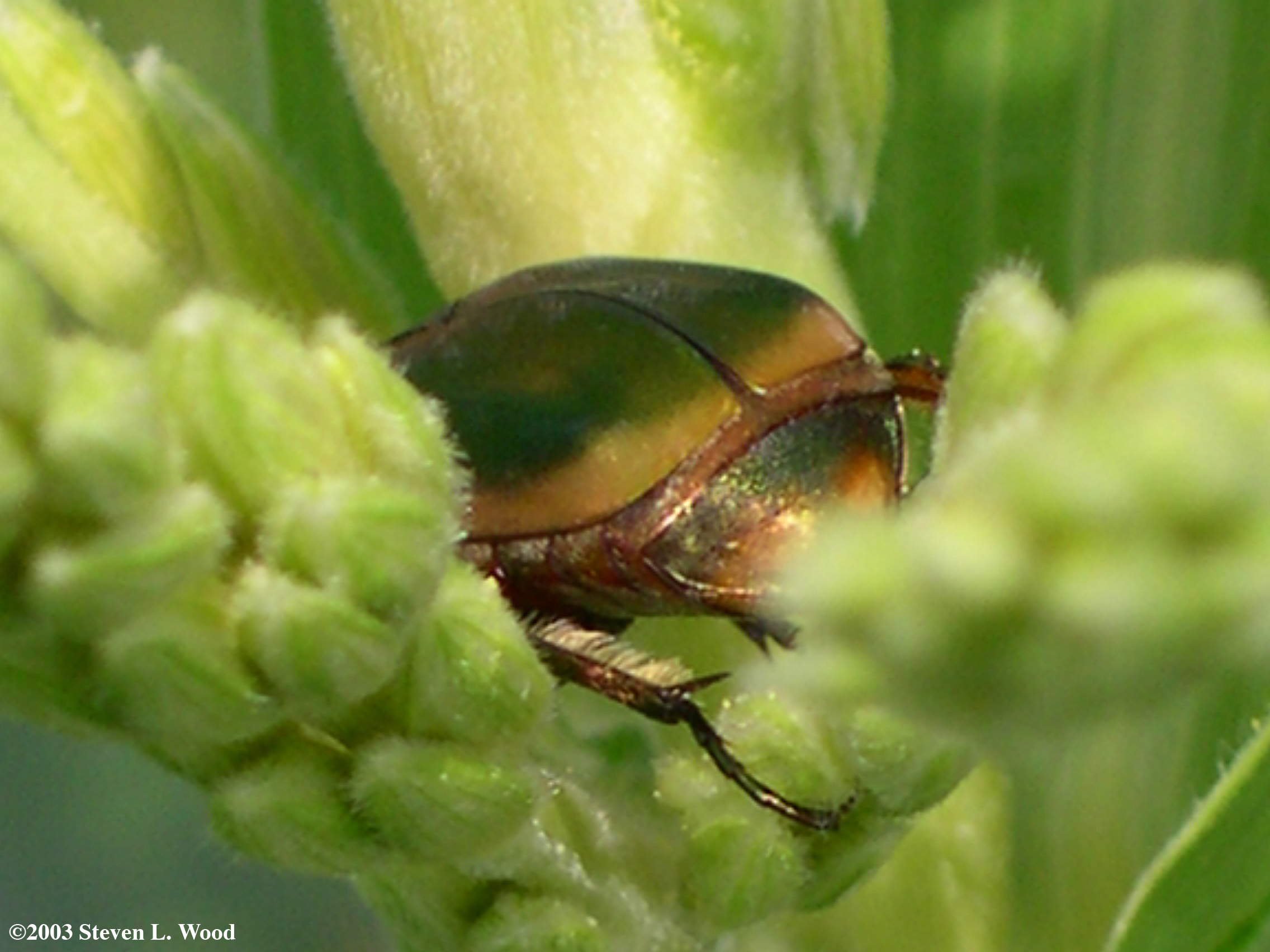 Japanese beetle feeding on sweet corn tassle