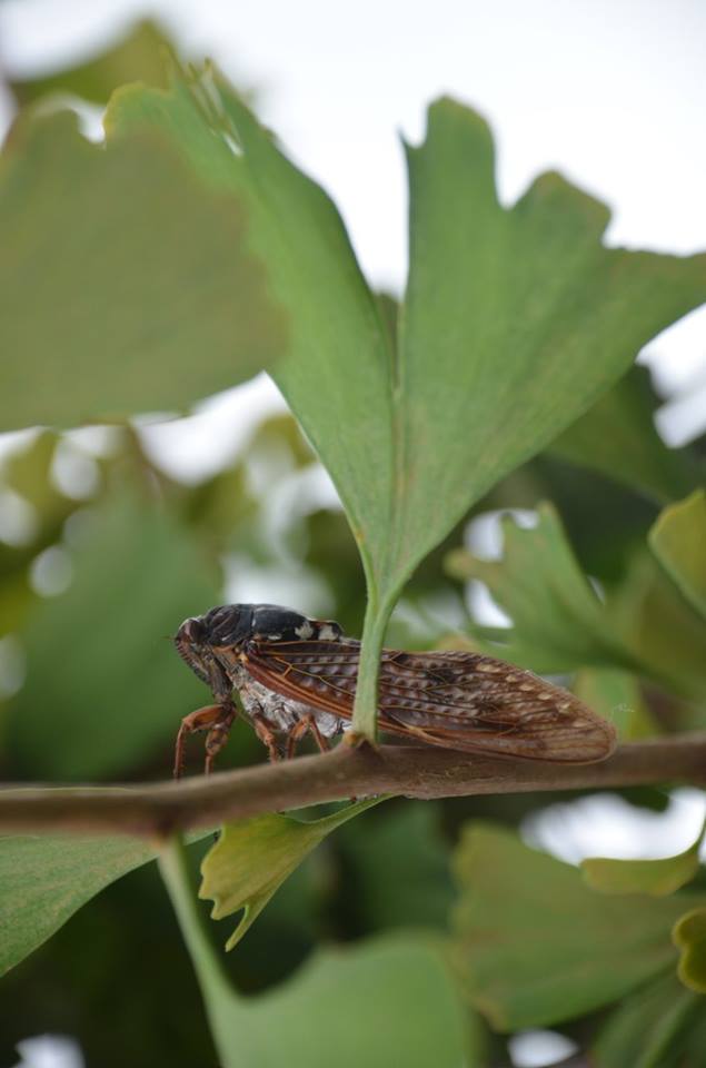 A Japanese Cicada perched on a branch.