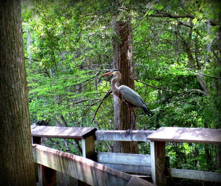 Bird Watching at Swan Lake