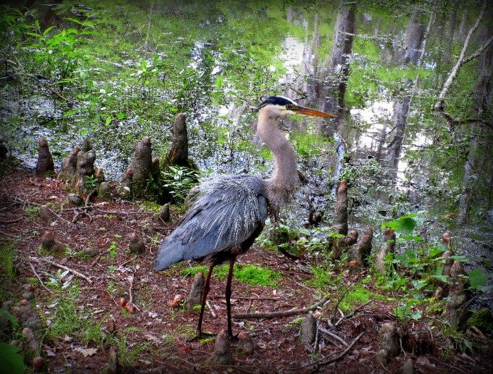 Bird Watching at Swan Lake