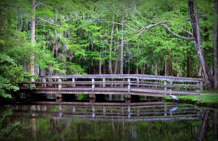 Bridge at Swan Lake