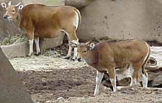 Pair of Javan Banteng