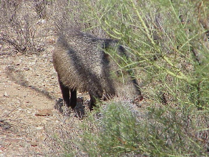 Javeliina