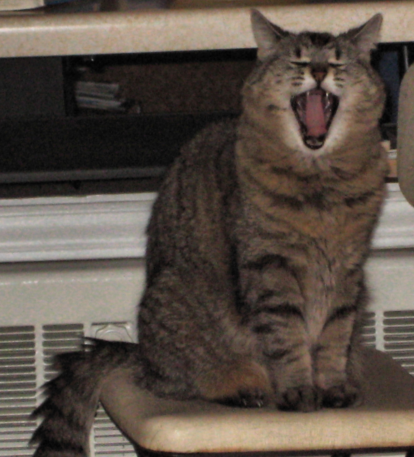 jazzy-on-stool.jpg