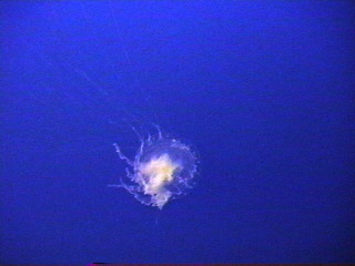 Jelly fish at the Monterey Aquarium Monterey, California