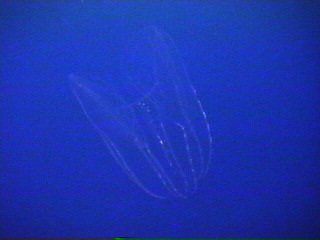 jelly013.jpg